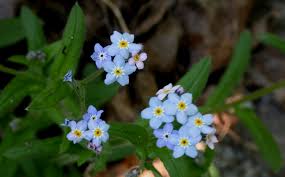 Attēlu rezultāti vaicājumam “Myosotis laxa subsp. baltica”