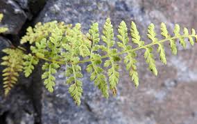 Attēlu rezultāti vaicājumam “Serpoleskea subtilis sporophyte”