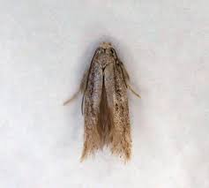 Attēlu rezultāti vaicājumam “Cephaloziella elachista”