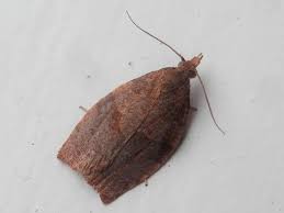 Attēlu rezultāti vaicājumam “Pandemis heparana”