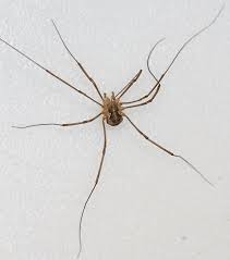 Attēlu rezultāti vaicājumam “Phalangium opilio”