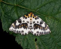 Attēlu rezultāti vaicājumam “Abraxas grossulariata larva”