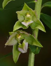 Attēlu rezultāti vaicājumam “Epipactis helleborine flower”