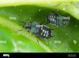 Attēlu rezultāti vaicājumam “Aphis fabae”