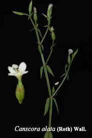 Attēlu rezultāti vaicājumam “Gentianaceae”