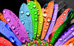Colorful Flowers Wallpaper (3 Pictures) | TheSecretWallpapers.