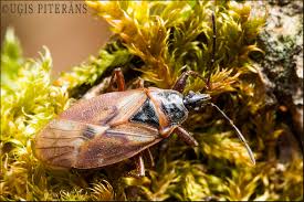 Attēlu rezultāti vaicājumam “Jalla dumosa imago”