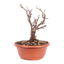 Image result for parthenocissus bonsai