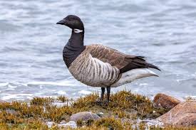 Attēlu rezultāti vaicājumam “Branta leucopsis adult”