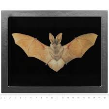 Attēlu rezultāti vaicājumam “Plecotus auritus”