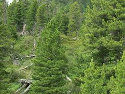 Attēlu rezultāti vaicājumam “Pinus sibirica”