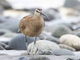 Image result for Numenius hudsonicus