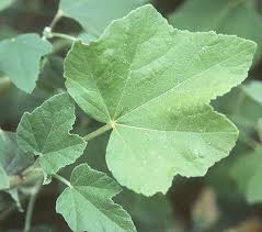 Image result for Lavatera thuringiaca