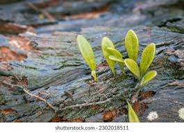 Attēlu rezultāti vaicājumam “Limosella aquatica leaf”