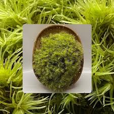 Attēlu rezultāti vaicājumam “Campylopus introflexus”