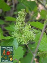 Attēlu rezultāti vaicājumam “Vitaceae”