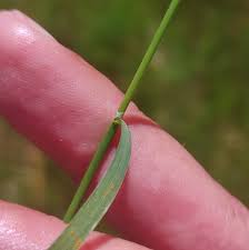 Attēlu rezultāti vaicājumam “Agrostis canina leaf”