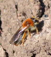 Attēlu rezultāti vaicājumam “Andrena haemorrhoa female”