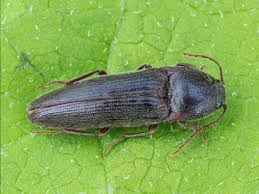 Attēlu rezultāti vaicājumam “Melanotus sp.”