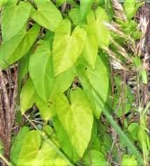 Attēlu rezultāti vaicājumam “Calystegia sepium leaf”
