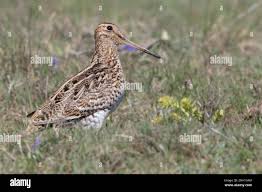 Image result for Gallinago media