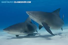 Image result for Carcharhinus leucas