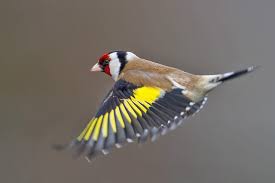 Attēlu rezultāti vaicājumam “Carduelis carduelis adult”