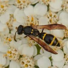 Attēlu rezultāti vaicājumam “Symmorphus sp.”