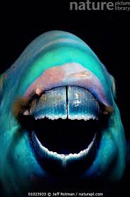 Image result for Scarus ferrugineus