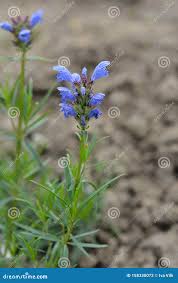 Attēlu rezultāti vaicājumam “Dracocephalum ruyschiana leaf”