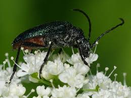 Attēlu rezultāti vaicājumam “Gaurotes virginea”