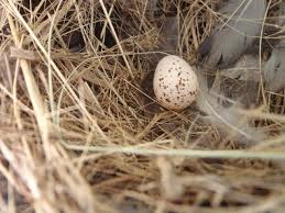 Attēlu rezultāti vaicājumam “Hirundo rustica nest”