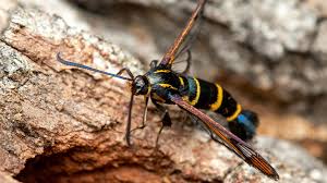 Attēlu rezultāti vaicājumam “Sesiidae”