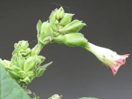 Attēlu rezultāti vaicājumam “Nicotiana tabacum fruit”