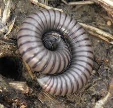 Attēlu rezultāti vaicājumam “Ommatoiulus vilnensis”
