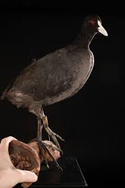 Attēlu rezultāti vaicājumam “Fulica atra adult”