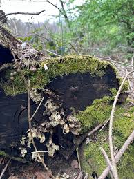 Attēlu rezultāti vaicājumam “Stemonitis axifera stalked”