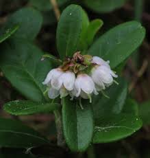 Attēlu rezultāti vaicājumam “Vaccinium vitis-idaea bud”