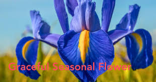 Image result for Iris