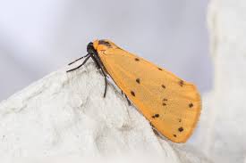 Attēlu rezultāti vaicājumam “Setina irrorella”