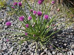 Image result for Allium schoenoprasum