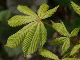 Attēlu rezultāti vaicājumam “Aesculus hippocastanum leaf”