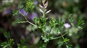 Attēlu rezultāti vaicājumam “Fumaria officinalis leaf”