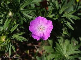 Attēlu rezultāti vaicājumam “Geranium sanguineum leaf”