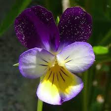 Attēlu rezultāti vaicājumam “Viola tricolor”