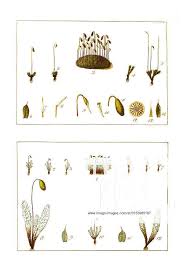 Attēlu rezultāti vaicājumam “Bryum caespiticium”