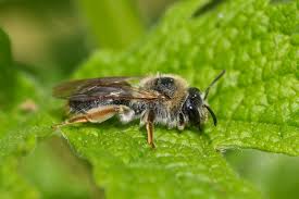 Attēlu rezultāti vaicājumam “Andrena haemorrhoa”