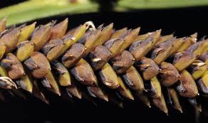 Attēlu rezultāti vaicājumam “Carex acuta fruit”