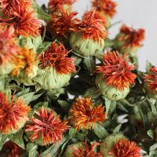 Image result for Carthamus tinctorius