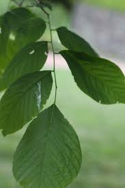 Attēlu rezultāti vaicājumam “Cladrastis kentukea leaf”